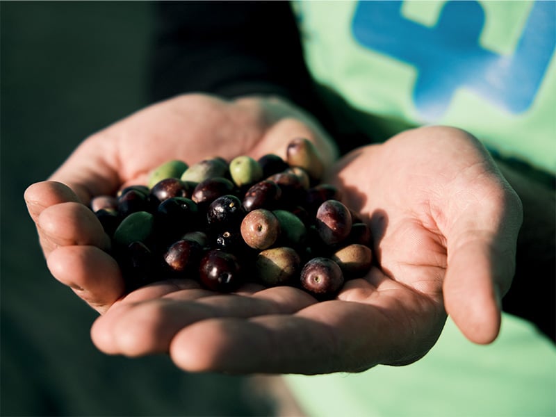 molitura olive