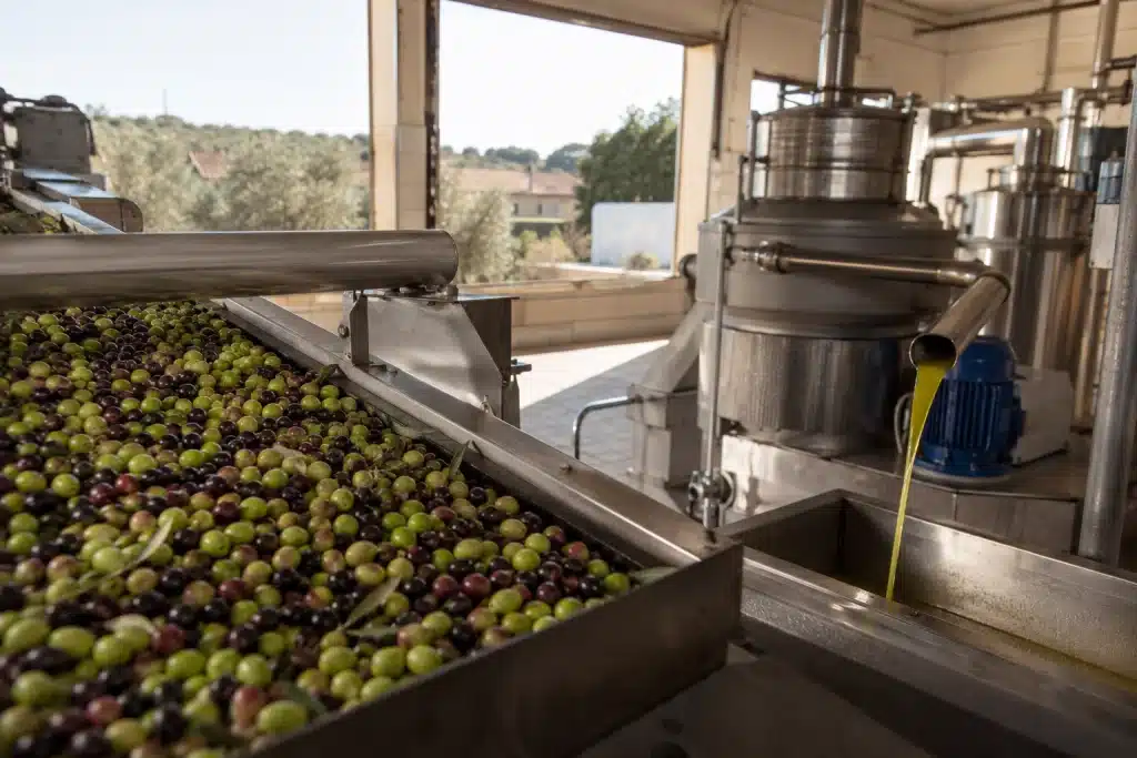 molitura delle olive