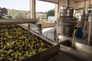 molitura delle olive